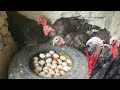 Visit Poultry Farm Make Million Turkeys Of The Young Farmer
