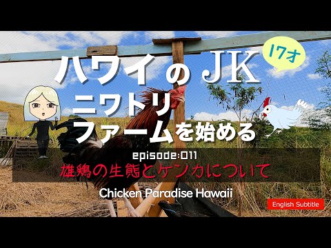 , title : '雄鶏の生態とケンカについて EP011 #4K #ニワトリ #チキンパラダイスハワイ ハワイのJKニワトリファームを始める！'