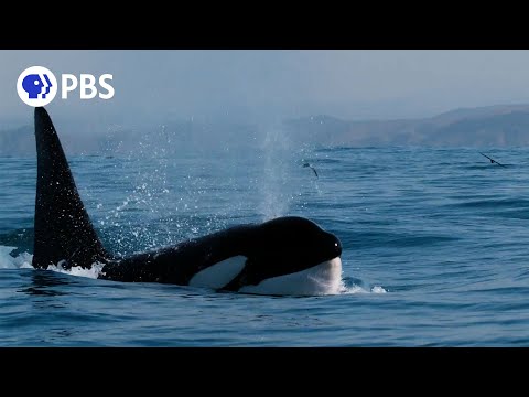 How Orcas Hunt Dolphins