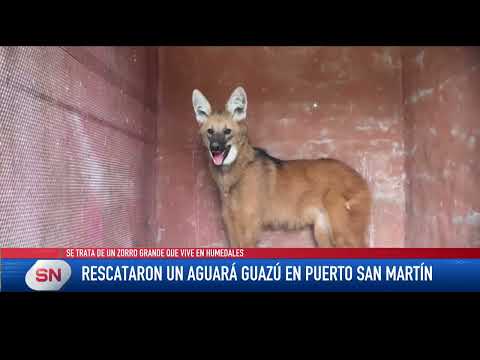 Rescataron a un aguará guazú en Puerto San Martín Es un animal joven y será trasladado a una reserva