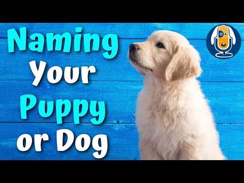 Naming Your Puppy or Dog #13
