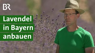 Ätherische Öle gewinnen: Lavendel-Anbau in Bayern | Landschaftsgärtner | Unser Land | BR