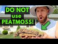 Peat Moss Killed My Lawn |Avoid This Issue|