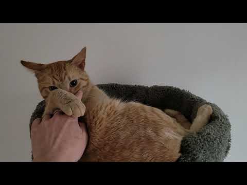 Apricot, an adopted Domestic Short Hair in Kew Gardens, NY_image-1