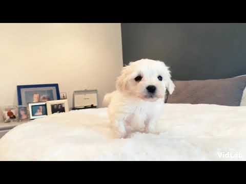 Bailey is a beautiful, intelligent toy MaltiPoo. Bailey has a beautiful, fluffy cotton coat