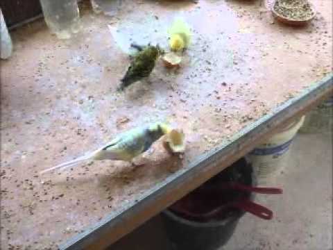 2013 07 15 Ei im Wellibüro