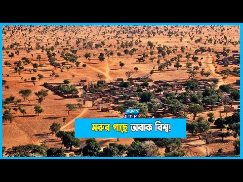 সাহারা মরুভূমির বুকে ১৮০ কোটি গাছ; বেড়েছে পানির উপস্থিতিও