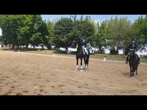 Qualifziert für Bundeschampionat, 5jähriger Hengst von Vitalis