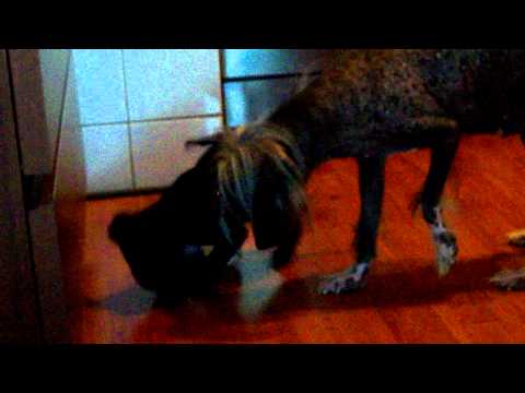 Chico en de kapers op de kust.