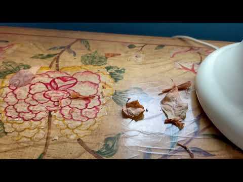 Coffee Table Surrounded by Ants in Morganville, NJ