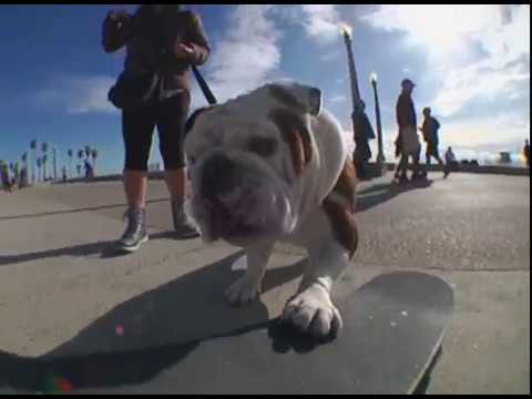 Stüssy Beach Pant | Summer 2019