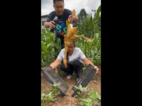 Fun stories of catching fish in a rural small river # Take a look at this amazing technique