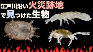 江戸川沿い火災跡地の生物