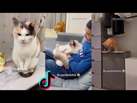 🐈 BRUSCHIMICHIS 💗 30 minutos de risa 🐈 // #bruschimichis #humor #pablobruschi #7
