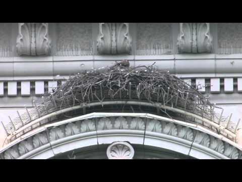 2011-05-08 5th Avenue Red-tailed Hawks