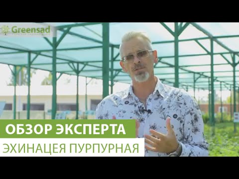 Эхинацея: виды, сорта, особенности выращивания