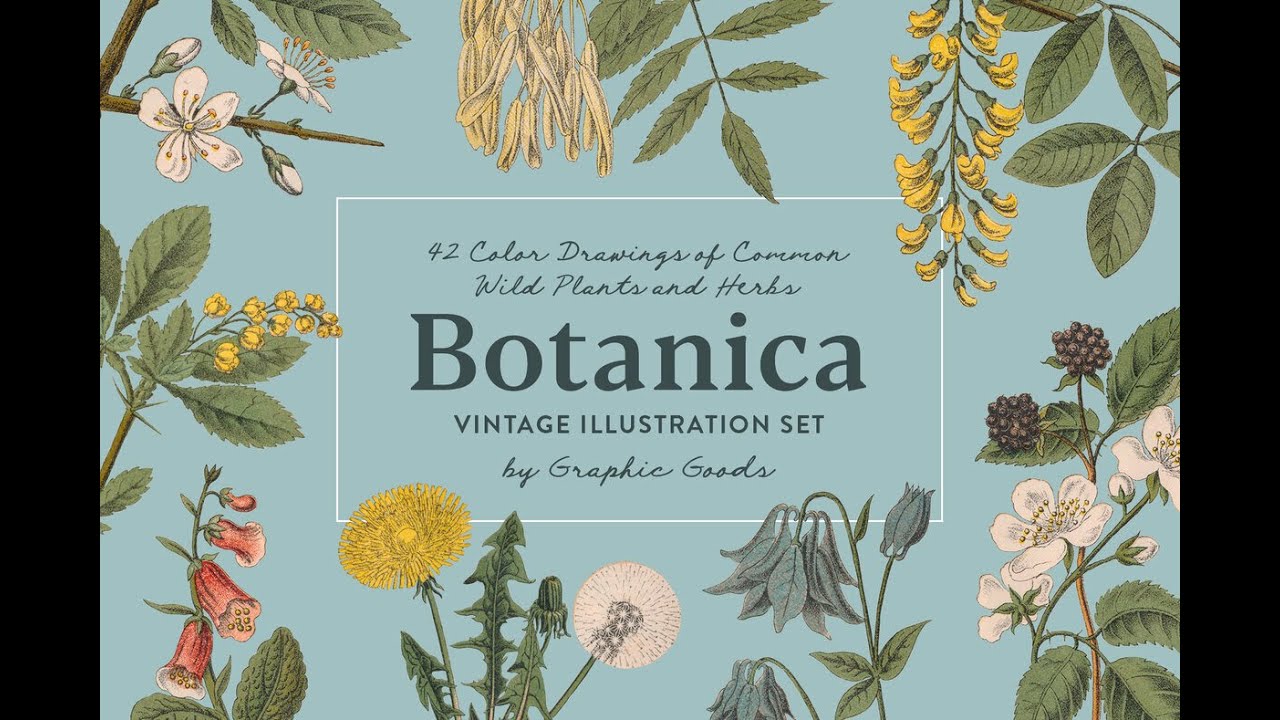 Botanica Vintage Illustrations Stock Graphics Download