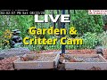 LIVE Garden and Bird Cam in Alabama (over 50+ Species at Feeder Station)