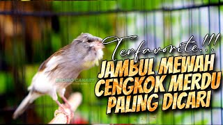 Download lagu KENARI JAMBUL PANDA FAVORITE - MASTERAN KENARI ISIAN BLACKTHROAT GACOR BIKIN CEPET BUNYI KENARI PAUD mp3 Download lagu KENARI JAMBUL PANDA FAVORITE - MASTERAN KENARI ISIAN BLACKTHROAT GACOR BIKIN CEPET BUNYI KENARI PAUD mp3