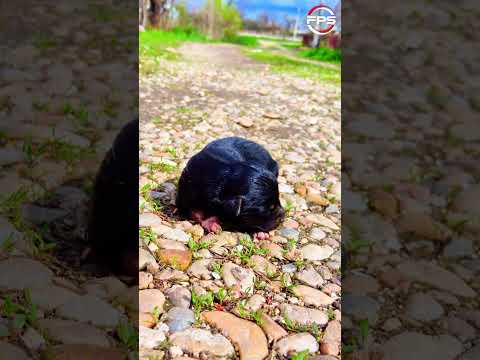 Newborn PUPPY Crying Sounds 🐶❤️📣🎵#puppy