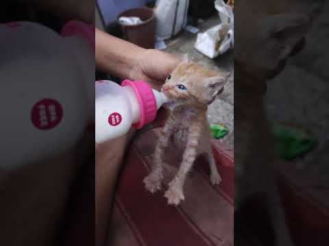 Brown Kitten Drinking Milk From Feeding Bottle🍼🍼