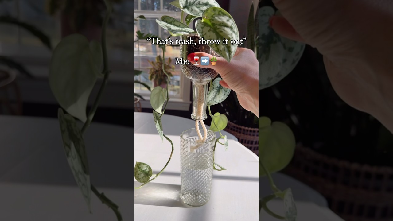 Upcycle your used wine bottle into a self-watering planter!! 🪴#planttips #diy #selfwateringplanter