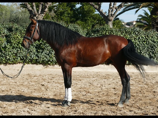 PRE grande taille-Dressage