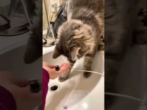 Ma il micio che apre la birra? 🐈🐈🐈❤️ #catshorts #catslife #funnyshorts #beer #shorts