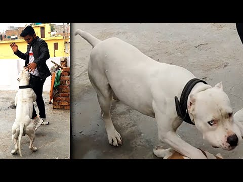 Chacha Aate hi pitbull se mile 😍