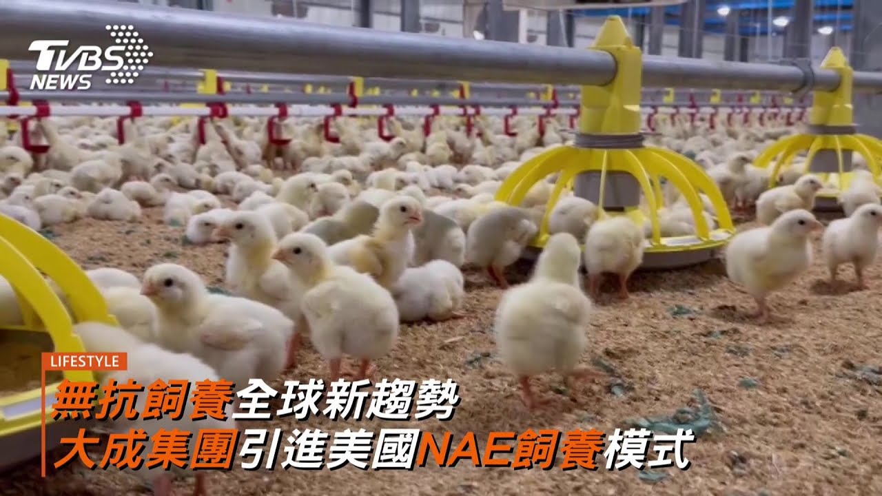 無抗飼養全球新趨勢 大成集團引進美國NAE飼養模式