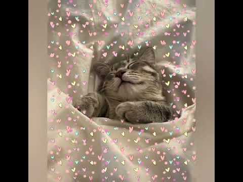 funny cat videos 👍🙏👍🙏👍🙏😃🙂😄🌹😁😃🙂😄😀😁😃😄😀😀😁👍🙏👍🙏🙏😃🙏😃🙏🙏🙏😃