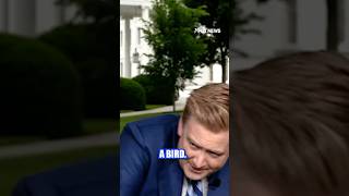 Peter Doocy fights off bird for second time #peterdoocy #news #foxnews #trump #birds #shorts #viral