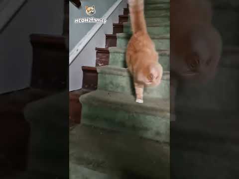 Funny Orange Cat Doing the Cutest Head Shake Ever!!