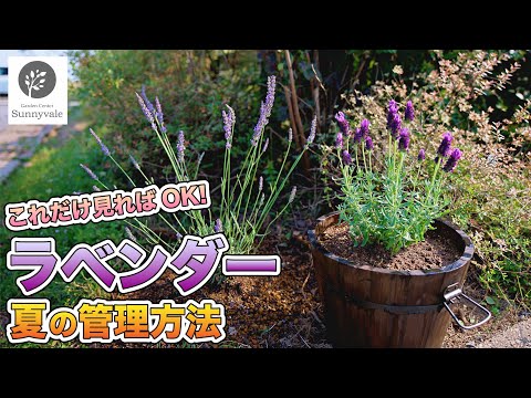 ラベンダーの植物に水をやる方法