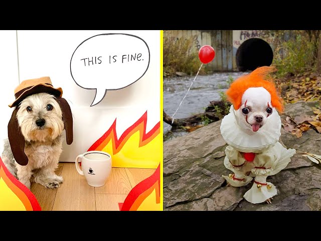 Vídeo relacionado con Xiaoyu Pet Dog Cat Halloween Costumes, Cowboy Jacket and Hat, Super Cute Costumes for Small Dogs & Cats Cosplay, XL