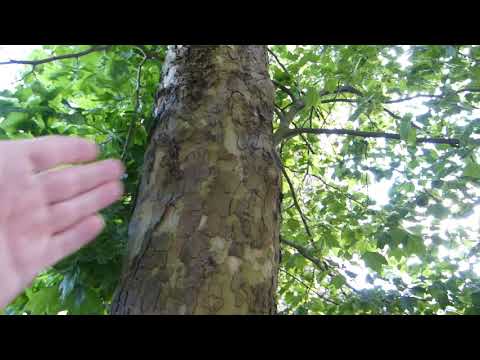 download lagu mp3 mp4 Platanus Acerifolia Tree, download lagu Platanus Acerifolia Tree gratis, unduh video klip Platanus Acerifolia Tree