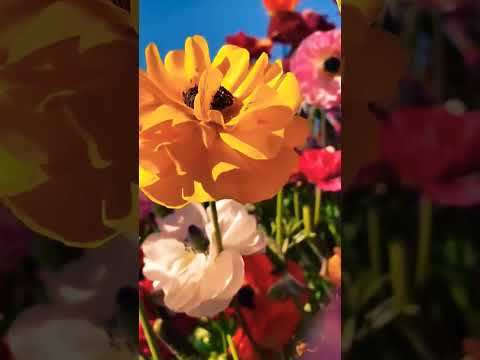 #mahika #fypシ #likeido #fypspotted