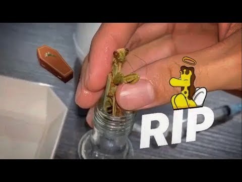 PRESERVING a Praying Mantis ~ That CREATURE I’m TERRIFIED of !!!