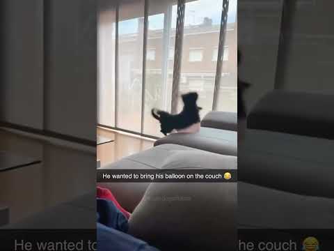 #dogs #pets #funny #fumnyvideos #Funny animals #foryou #Toxi