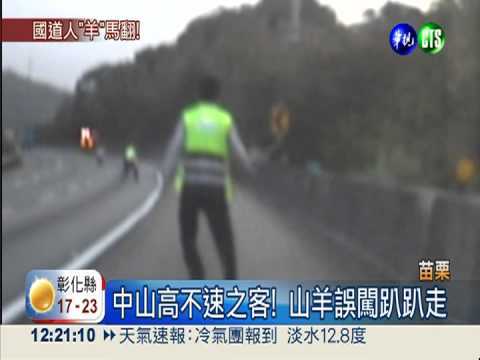 山羊誤闖國道 緊急封鎖大作戰