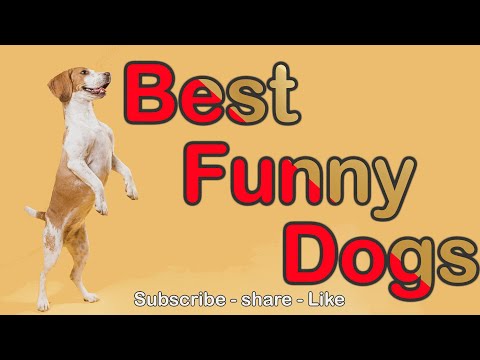 Funny dogs and clever cats refreshing video you laugh you lose #dogs #cats #Petsandwild