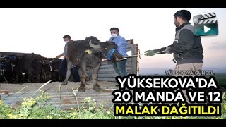 Yüksekova'da Manda Dağıtımı