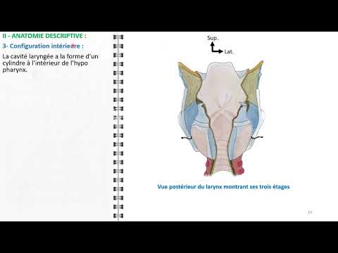 ANATOMIE FMPM LE LARYNX