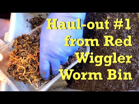 Partial haul-out of red wiggler worms from 24-day horizontal migration - vermicompost