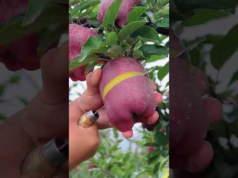 Delicious red apple cutting 🍎🍏🔪✨