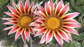 Spente Le Stelle - GioAria et l'Ensemble Gospel de Québec