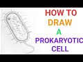 The Best 9 Prokaryotic Cells Diagram