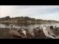 Seagull Frenzy