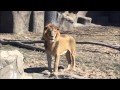 Detroit Zoo Collage