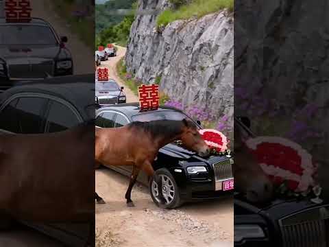 The horse saved my life 😱🤯 #Catsoftiktok#CatLovers #cat #cute #FunnyCats#catcartoon#fyp#shorts